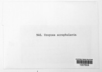 Uromyces scrophulariae image
